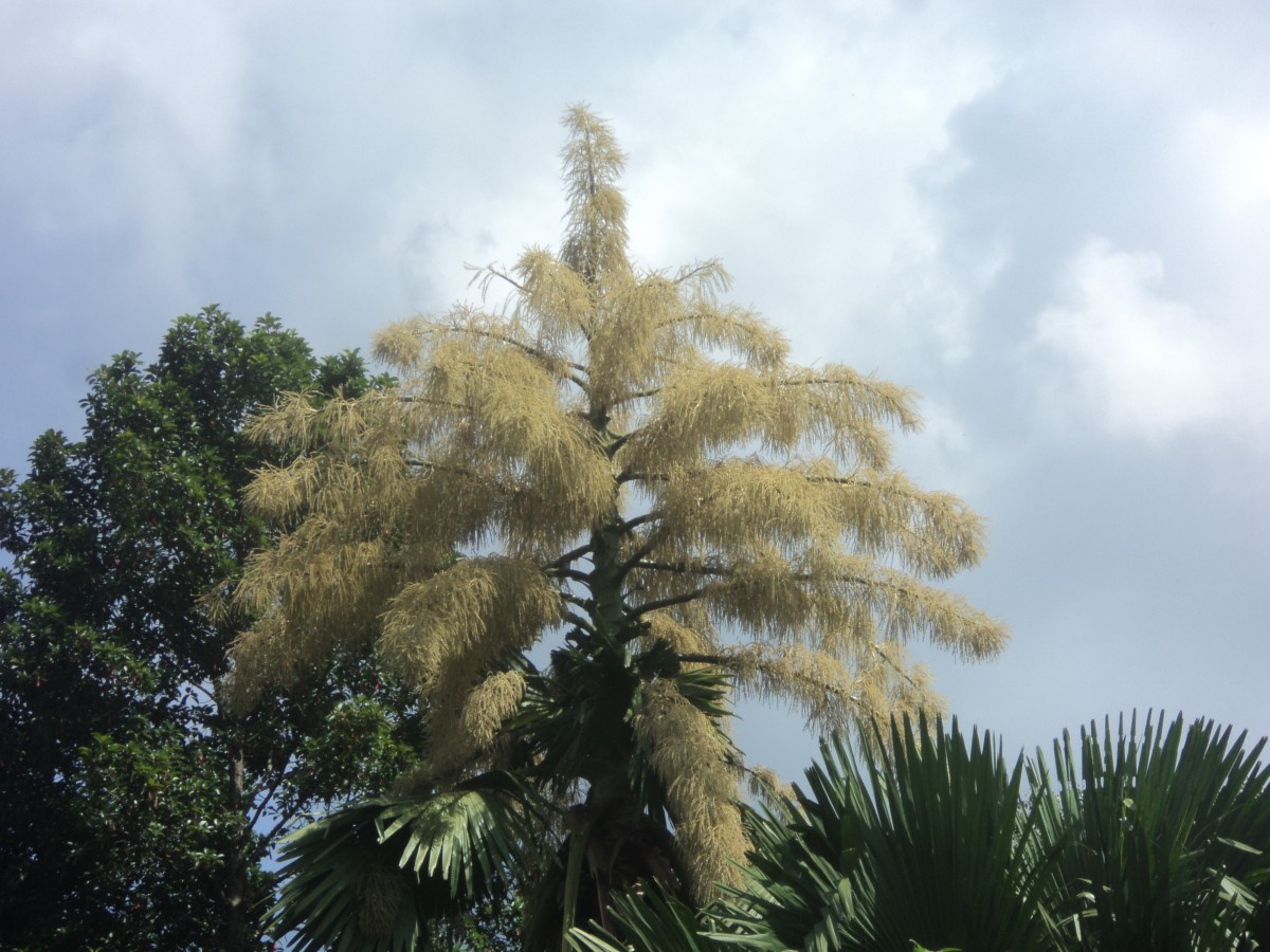 Corypha umbraculifera L.